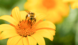 A bee on a yellow daisy