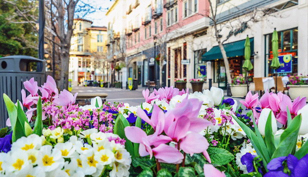 streetfront_flowers_616x354