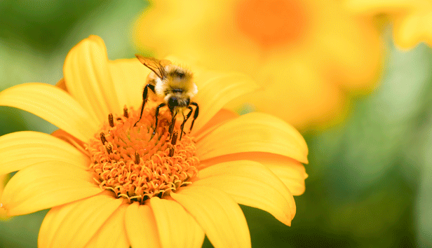 A bee on a yellow daisy
